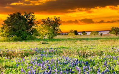 Texas prairie with wildflowers at sunset